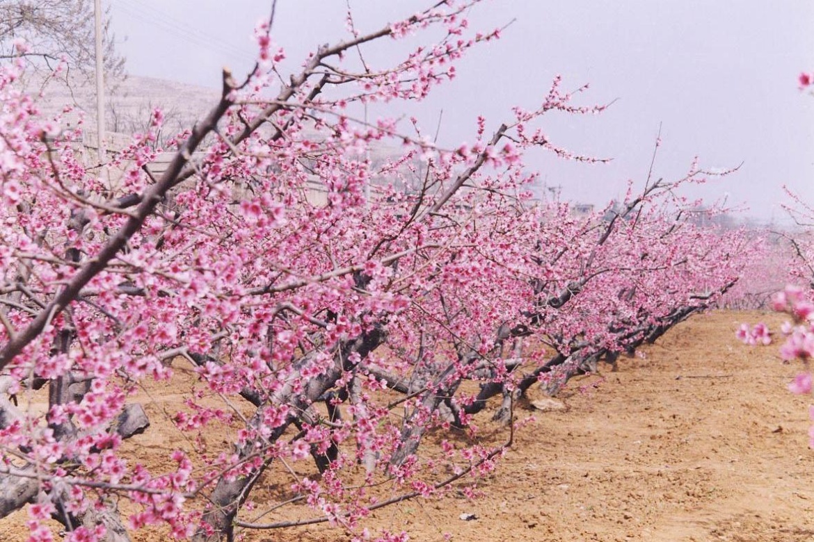 Ten Thousand Mu Peach Garden